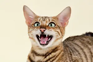 Toyger: Breedcat Toyger (Felis silvestris catus), grey black