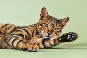 Catus: Breedcat Toyger (Felis silvestris catus), female