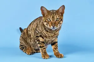 Catus: Breedcat Toyger (Felis silvestris catus), female
