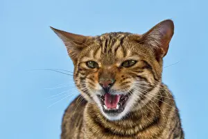 Sound: Breedcat Toyger (Felis silvestris catus), female