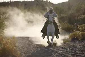 Galloped: Breeder cattle in Vizcaino Desert of Mexico