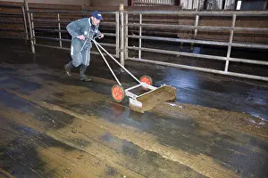 Housing: Breeder cleaning the area of Parkway Cows France