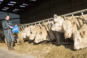 Stall: Breeder feeding Bull-calves in a stalling France