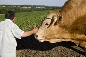 Tauruses: Breeder holding a Blonde d'Aquitaine bull by a chain