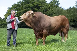 Ropes: Breeder holding a Red Bull of Galicia in a meadow Spain