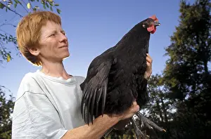 Bred: Breeder laying a hen Geline de Touraine bred France