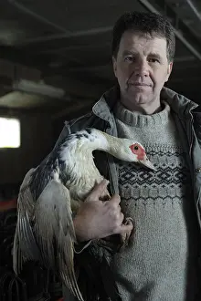 Moschata: Breeder and Muscovy duck for foie gras France