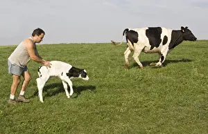 Childs: Breeder with a newborn Holstein calf and its mother