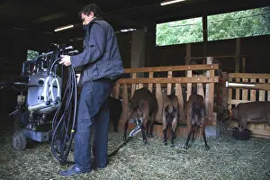 Preparing: Breeder preparing milking his goats France