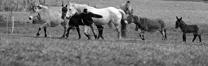Shootings: Breeder's leading donkeys and horses grazing France