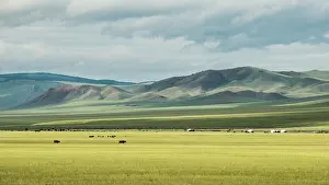 Tent: Breeders in the Mongolian steppe, Valley High Tamer