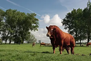 Plate: Breeding bull, breed Limousin, Strohauser Plate