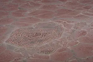 Adaptation: Breeding colonies of flamingos