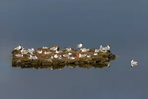 Rspb: Breeding colony of Black-headed gulls, Chroicoce