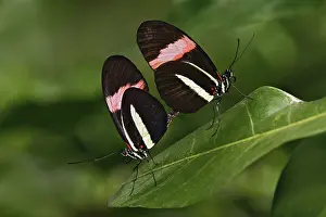 Mate: Breeding Longwings