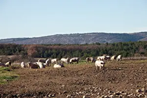Ventoux: Breeding Pigs in Freedom in the Ventoux France