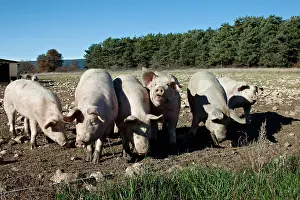 Ventoux: Breeding Pigs in Freedom in the Ventoux France