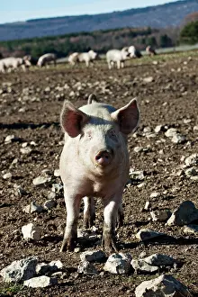 Unsharp: Breeding Pigs in Freedom in the Ventoux France