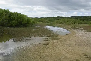Rico: Breeding pond of the Puerto Rican crested toad