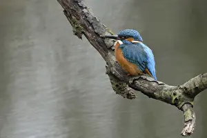 Burrow: Breeding preparations... Kingfisher (Alcedo atthis) with remains of soil on its beak from digging its breeding tube