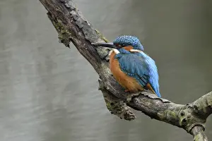 Burrow: Breeding preparations... Kingfisher (Alcedo atthis) with remains of soil on its beak from digging its breeding tube