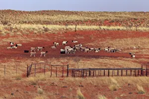 Aridities: Breeding Sheep in the Kalahari Desert of South Africa