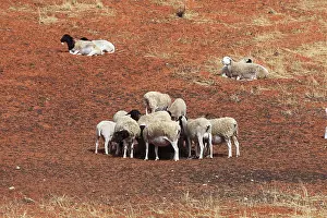 Aridities: Breeding Sheep in the Kalahari Desert of South Africa