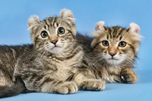Cuddle: Two breedscats American Curl (Felis silvestris catus)