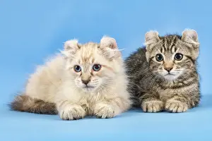 Catus: Two breedscats American Curl (Felis silvestris catus)