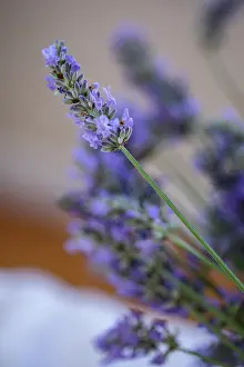 Sprig: Bremerton, Washington State, USA. Lavender sprig