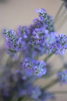 Sprig: Bremerton, Washington State, USA. Lavender sprig