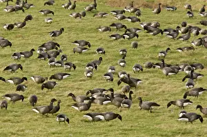 Bernicla: Brent / Brant Geese - flock grazing - overwintering