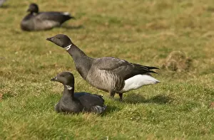 Bernicla: Brent / Brant Geese, overwintering