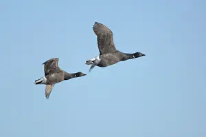 Bernicla: Brent Geese - two in flight