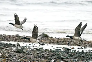 Islay: Brent Geese - In flight