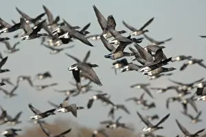 Bernicla: Brent Geese - flock in flight