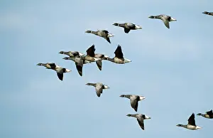 Brent: Brent GEESE - flock in flight