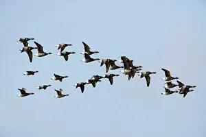 Bernicla: Brent Geese - Flock in flight