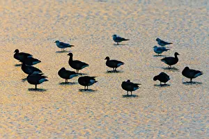 Bernicla: Brent Geese, flock resting on lagoon in evening