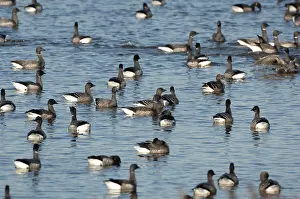 Bernicla: Brent Geese - flock in water