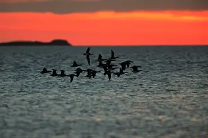 Lindisfarne: Brent Geese - flying across Lindisfarne National