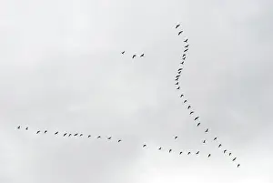 Bernicla: Brent Geese flying in V formation
