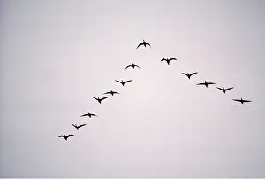Brent: BRENT GEESE - flying in v formation