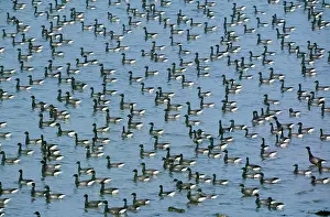 Bernicla: Brent Geese - large flock resting on the sea at