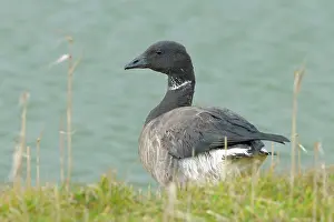 Burg: Brent Goose
