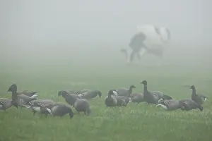 Oever: Brent Goose