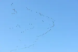 Brent Goose