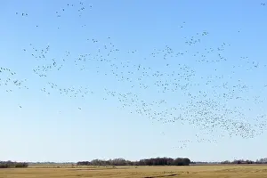 Bernicla: Brent Goose