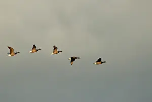 Bernicla: Brent Goose