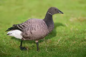 Bernicla: Brent Goose